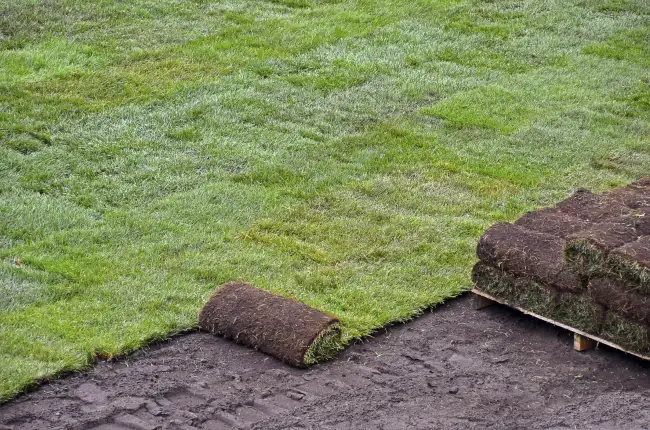 How long after installing sod can you walk on it in Santa Monica, CA