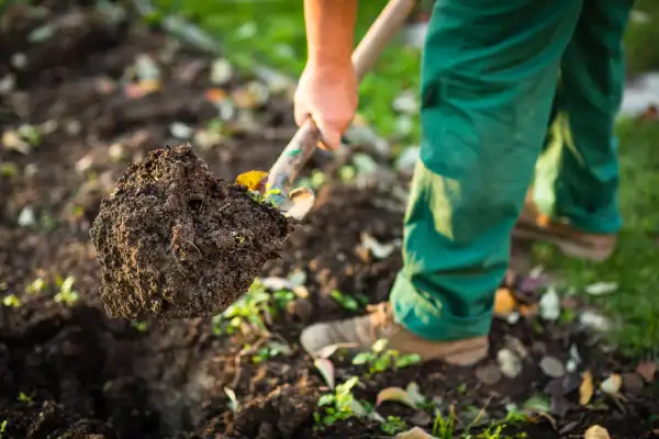 How long does mulch last in Santa Monica, CA