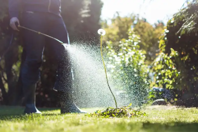 How often should you fertilize your lawn in Santa Monica, CA