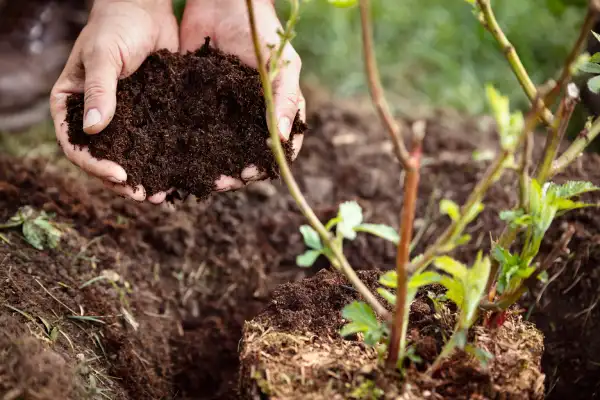 Affordable mulching in Santa Monica, CA