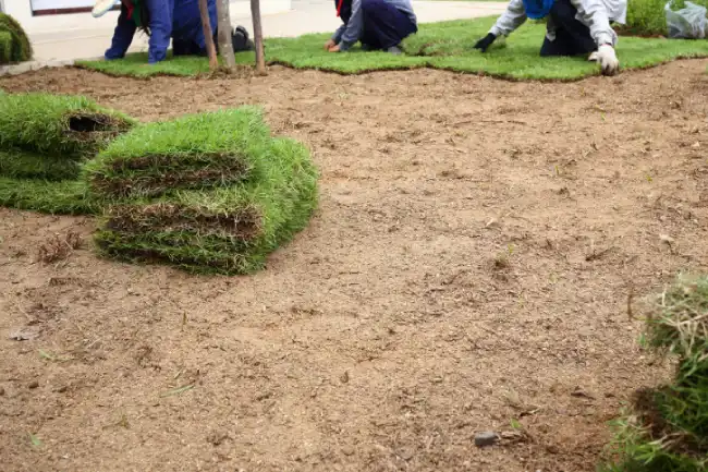 Professional sod installation in Santa Monica, CA