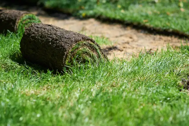 Reliable sod installation in Santa Monica, CA