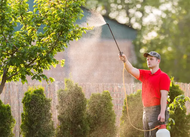 When is the best time to fertilize your lawn in Santa Monica, CA