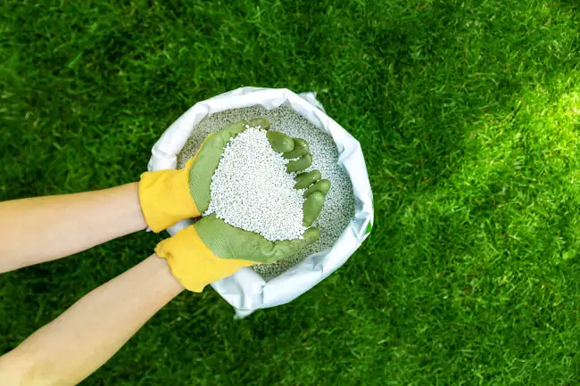 When is the best time to fertilize your lawn in Santa Monica, CA