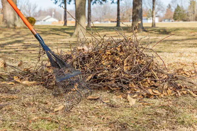 Professional yard cleanup in Santa Monica, CA